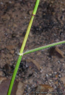 Rytidosperma caespitosum (Gaudich.) Connor & Edgar resmi