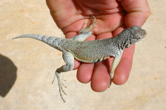 Image of Zebratail Lizard