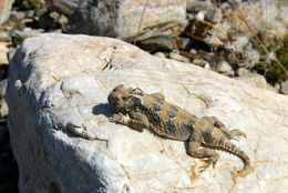 Image of Desert Horned Lizard