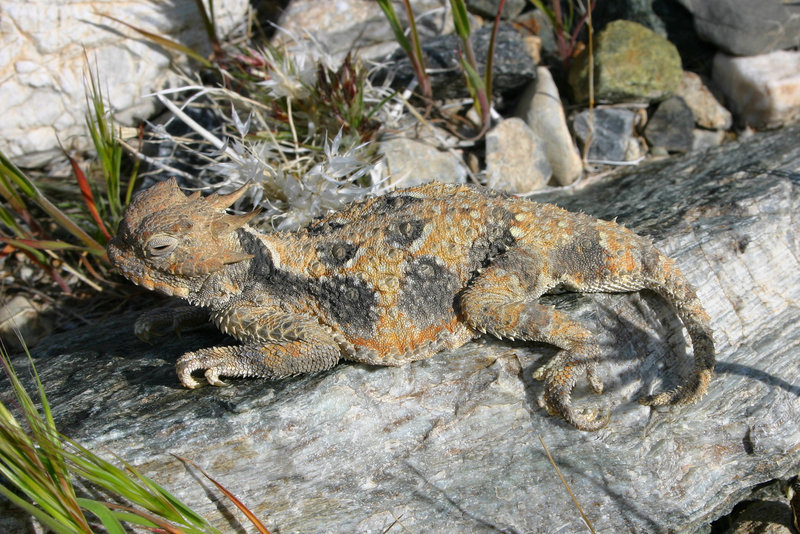 Image of Desert Horned Lizard