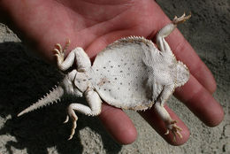 Image of Desert Horned Lizard