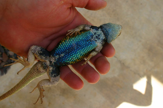 Image of Sceloporus uniformis Phelan & Brattstrom 1955