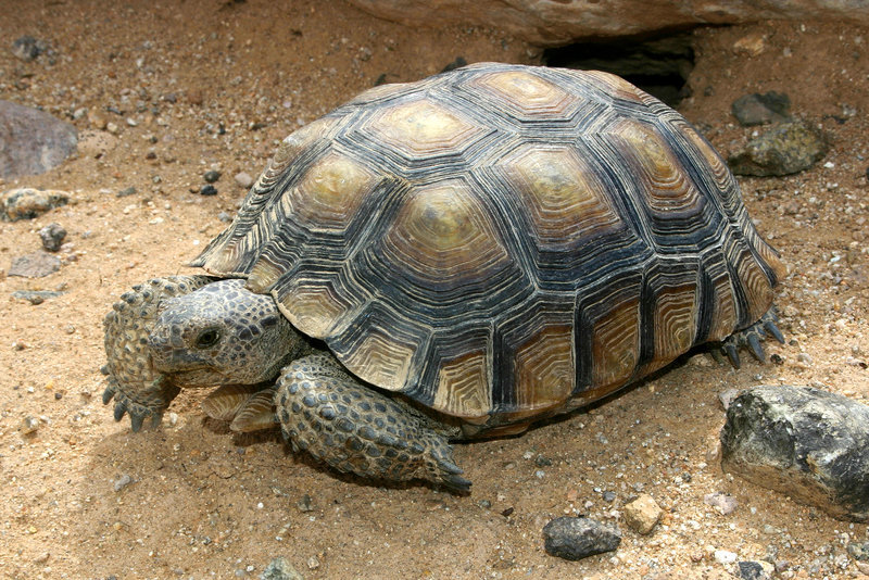 Image of desert tortoise