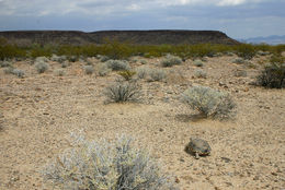 Image of desert tortoise