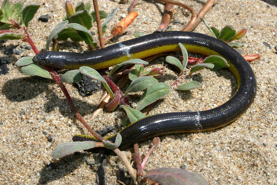 Image of California legless lizard