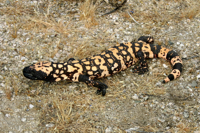 Image of Gila Monster