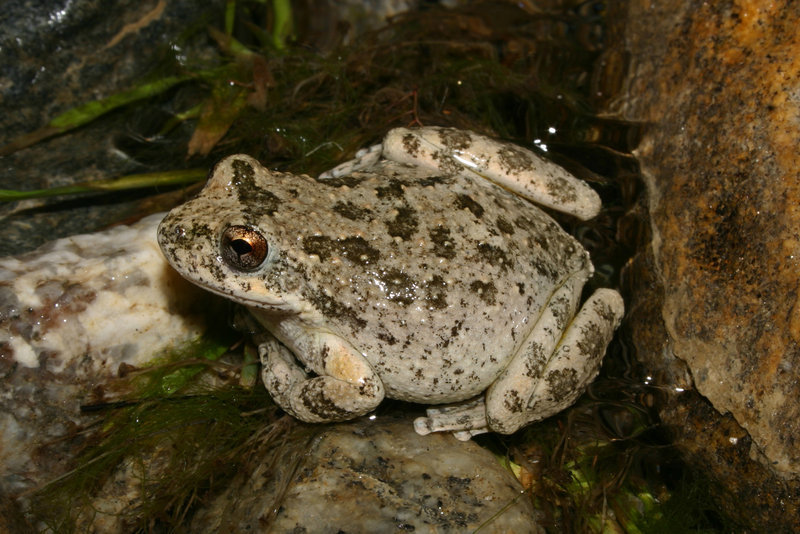 Image de Pseudacris cadaverina (Cope 1866)