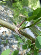 Imagem de Robinia pseudoacacia L.