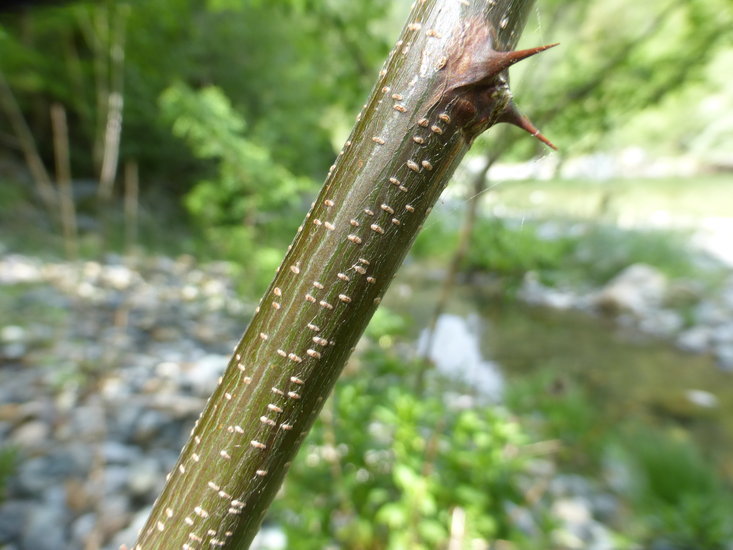 Image of black locust