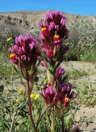 Слика од Castilleja exserta var. venusta (A. Heller) J. M. Egger