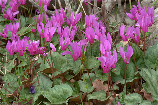 Cyclamen repandum Sm. resmi