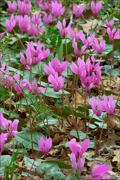 Cyclamen repandum Sm. resmi