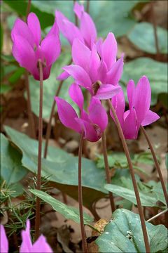 Cyclamen repandum Sm. resmi