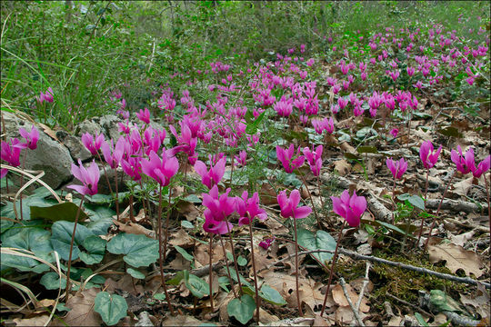 Cyclamen repandum Sm. resmi