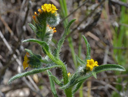 Image of <i>Amsinckia menziesii</i> var. <i>intermedia</i>