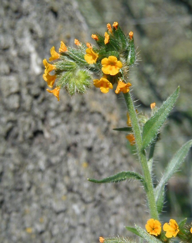 <i>Amsinckia menziesii</i> var. <i>intermedia</i> resmi