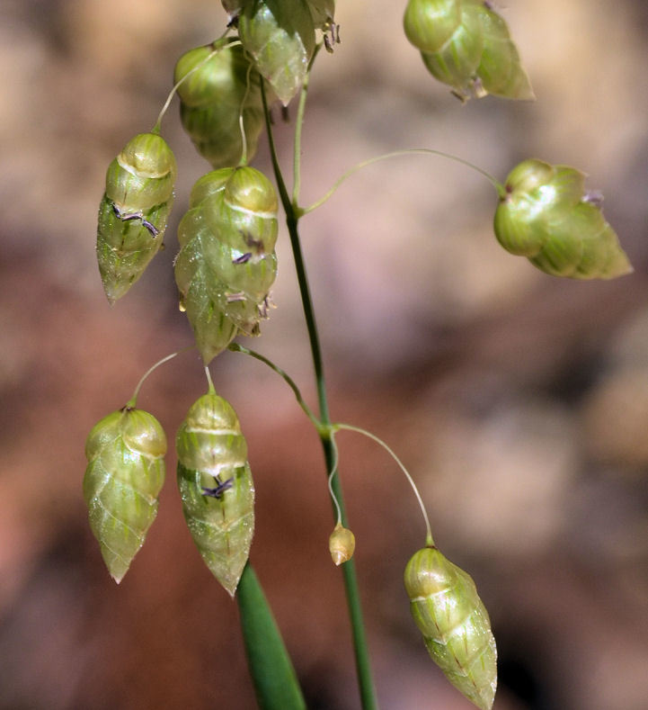 Image of big quakinggrass