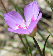 Imagem de Clarkia gracilis subsp. sonomensis (C. L. Bitchc.) F. H. Lewis & M. E. Lewis