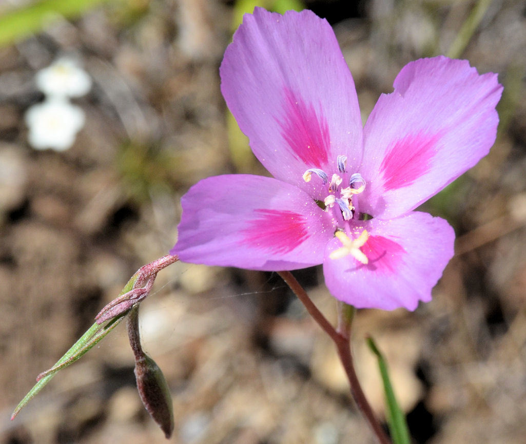 Imagem de Clarkia gracilis subsp. sonomensis (C. L. Bitchc.) F. H. Lewis & M. E. Lewis