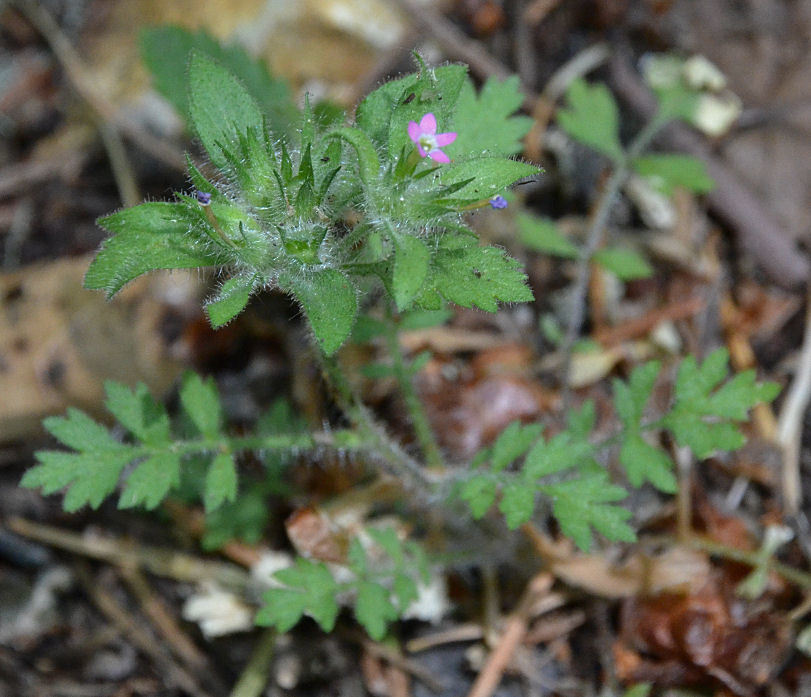 Image of variableleaf collomia