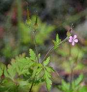 Image of Little-Robin