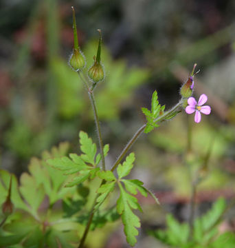 Image of Geranium purpureum Vill.