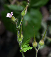 Image of Little-Robin