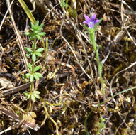 Image of Common Bluecup