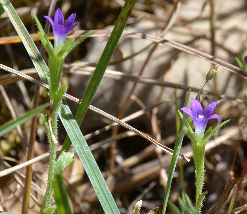 Image of Common Bluecup