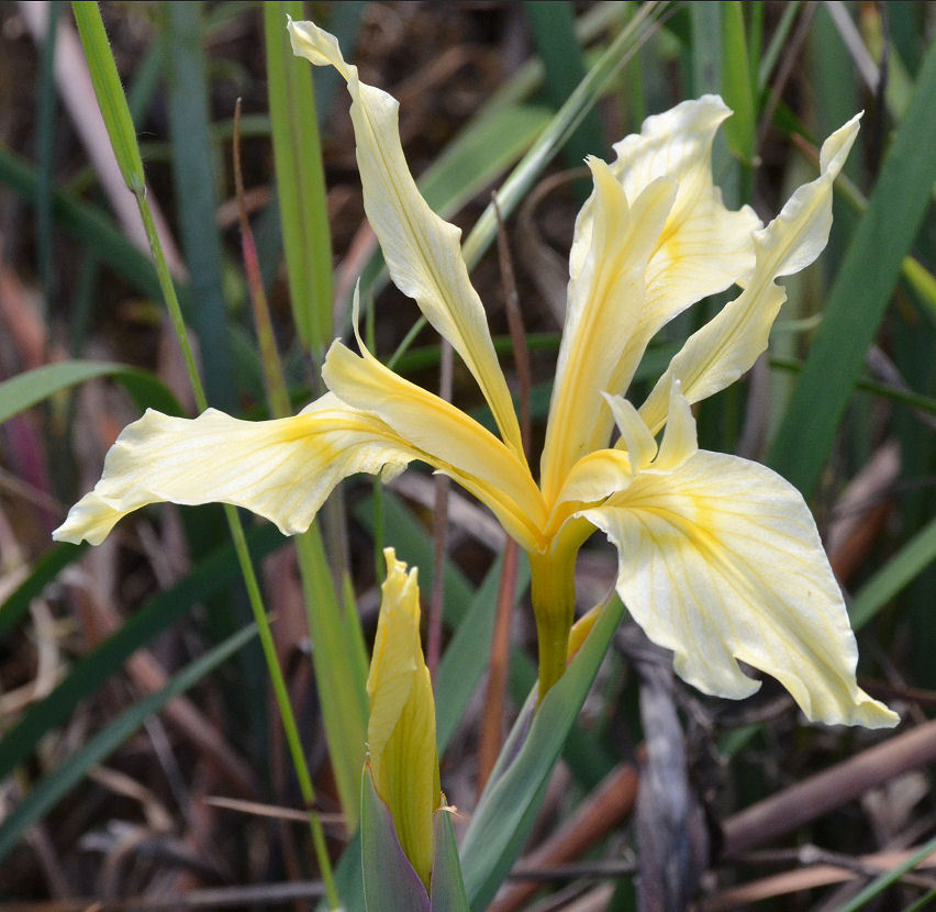 Plancia ëd Iris fernaldii R. C. Foster