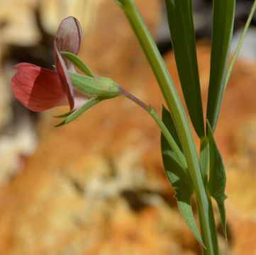 Image of red pea