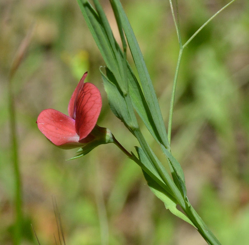 Image of red pea