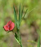 Image of red pea