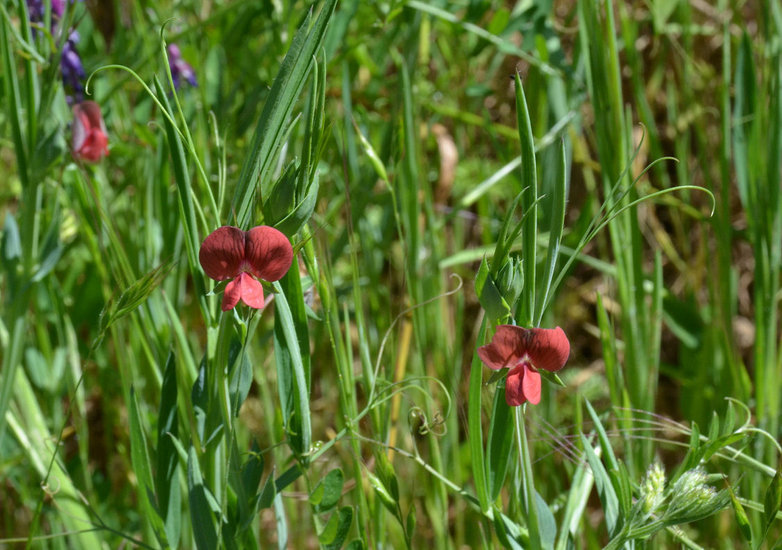 Image of red pea