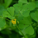 Слика од Medicago arabica (L.) Huds.