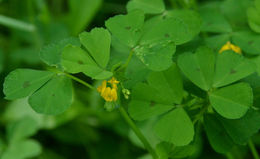 Image of spotted medick