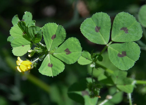 Image of spotted medick