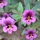 Image of <i>Mimulus kelloggii</i>