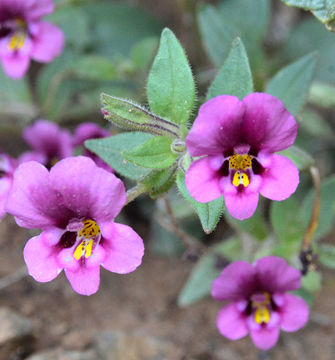 Image of <i>Mimulus kelloggii</i>