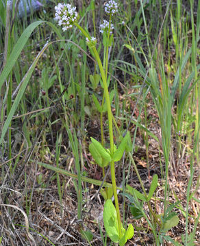 Image of <i>Plectritis brachystemon</i>