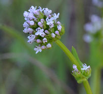 Plancia ëd <i>Plectritis brachystemon</i>