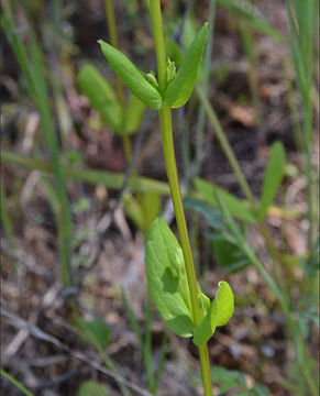 Image of <i>Plectritis brachystemon</i>