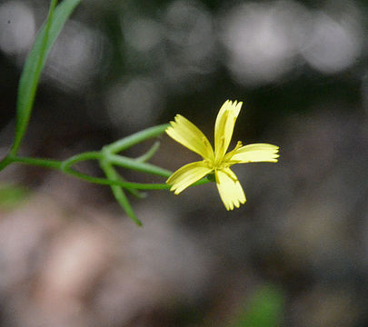 Image of endive daisy