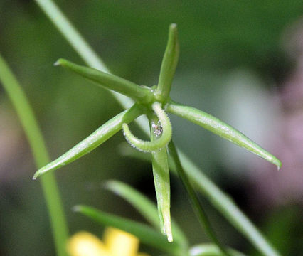 Image of endive daisy