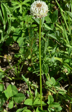 Image of white clover