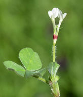 Image of subterranean clover