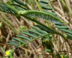 Image of smooth yellow vetch