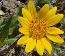 Wyethia angustifolia (DC.) Nutt. resmi