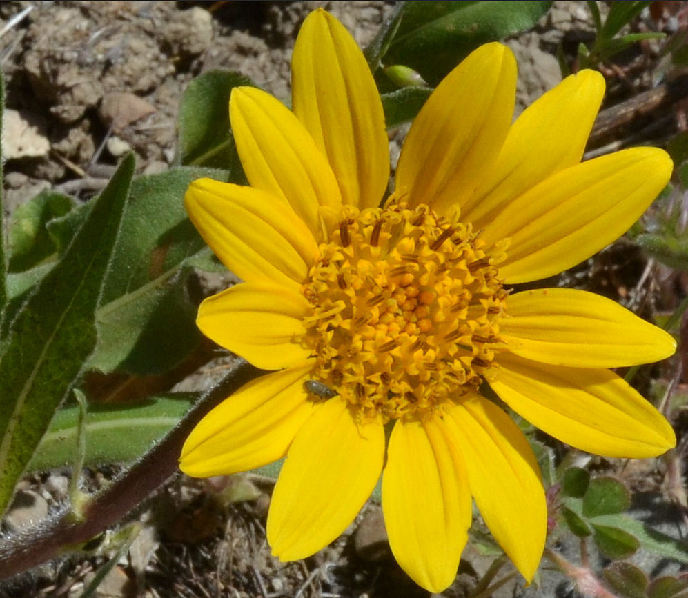 صورة Wyethia angustifolia (DC.) Nutt.