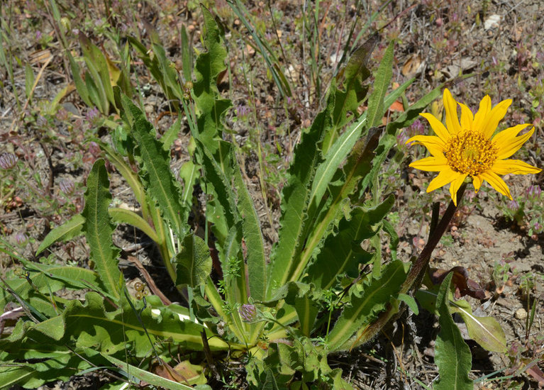 Wyethia angustifolia (DC.) Nutt. resmi